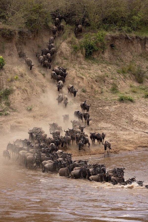Comment les oies sauvages naviguent-elles durant leurs migrations intercontinentales?